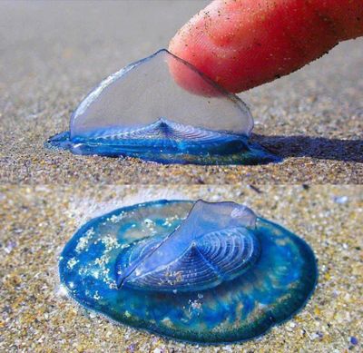 Velella velella-    (6 )