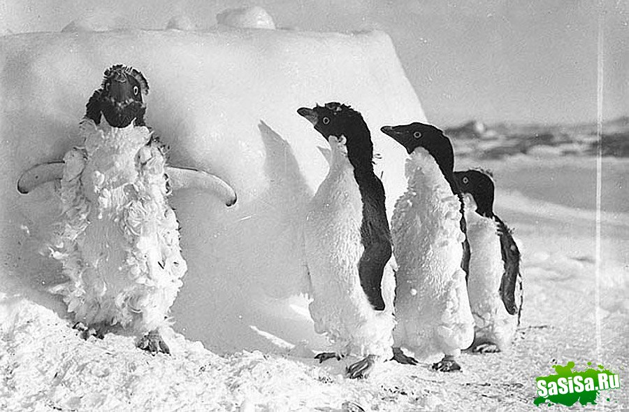 Самые впечатляющие фотографии Антарктиды начала 20 века (16 фото)