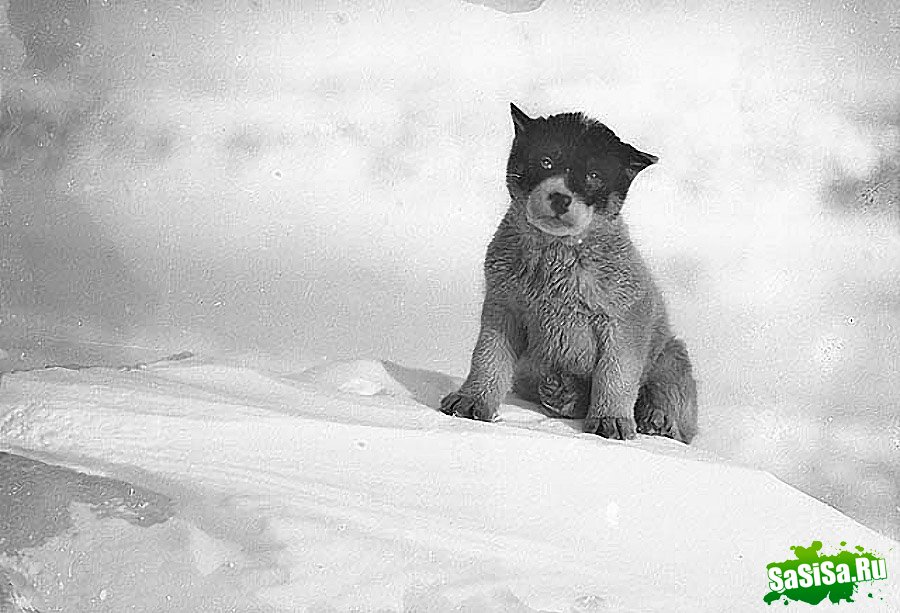 Самые впечатляющие фотографии Антарктиды начала 20 века (16 фото)