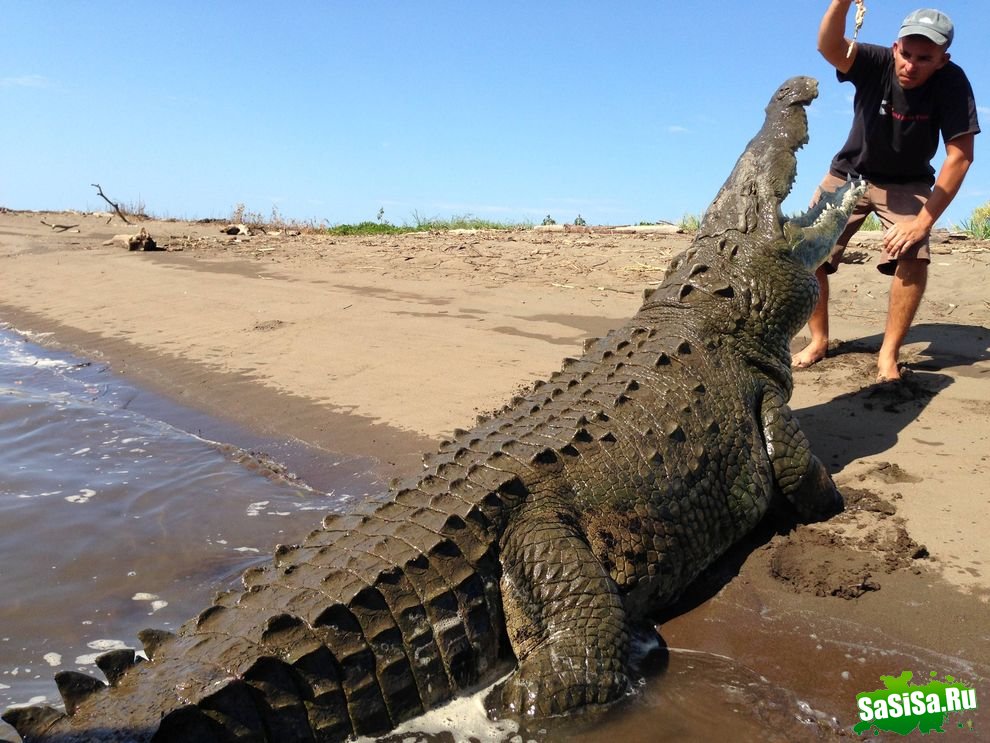 Заклинатель крокодилов из Коста-Рики (7 фото)