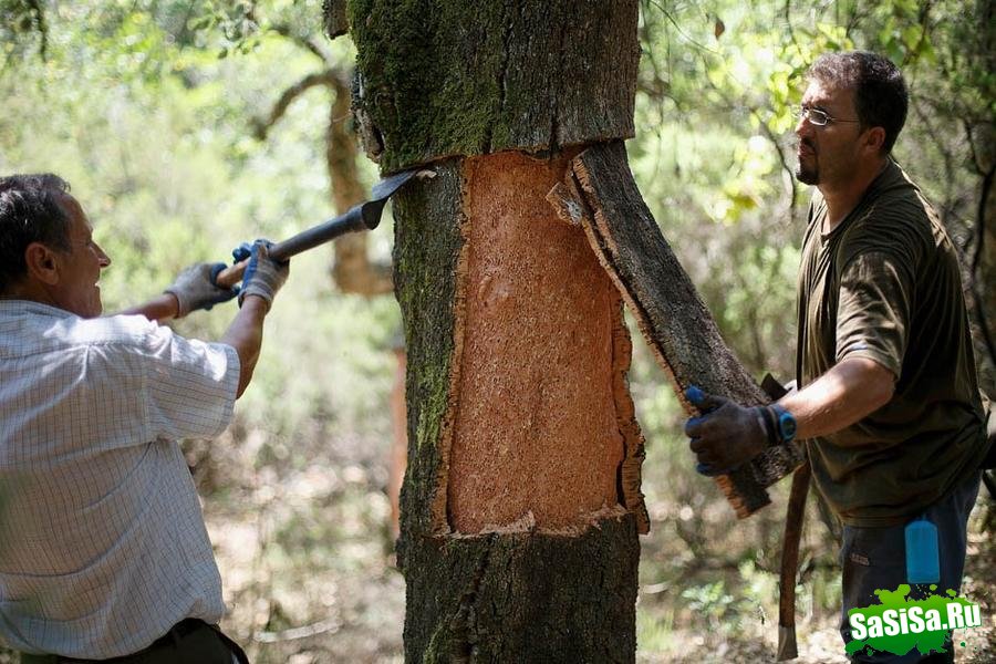 Как пробки появляются в винных бутылках... (10 фото)