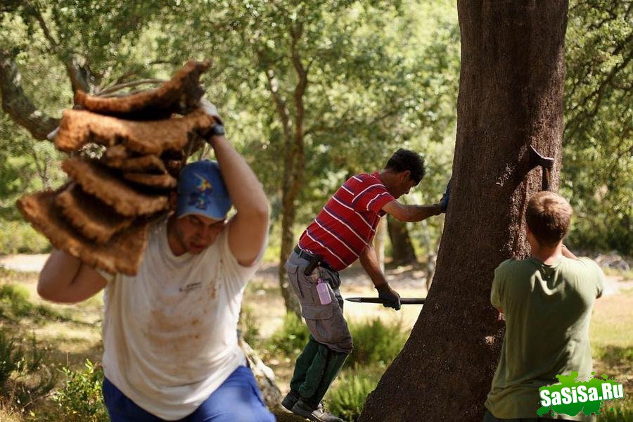 Как пробки появляются в винных бутылках... (10 фото)