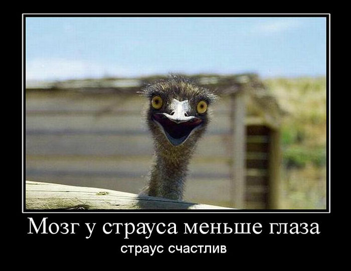 Демотиваторы пятницы (27 фото)