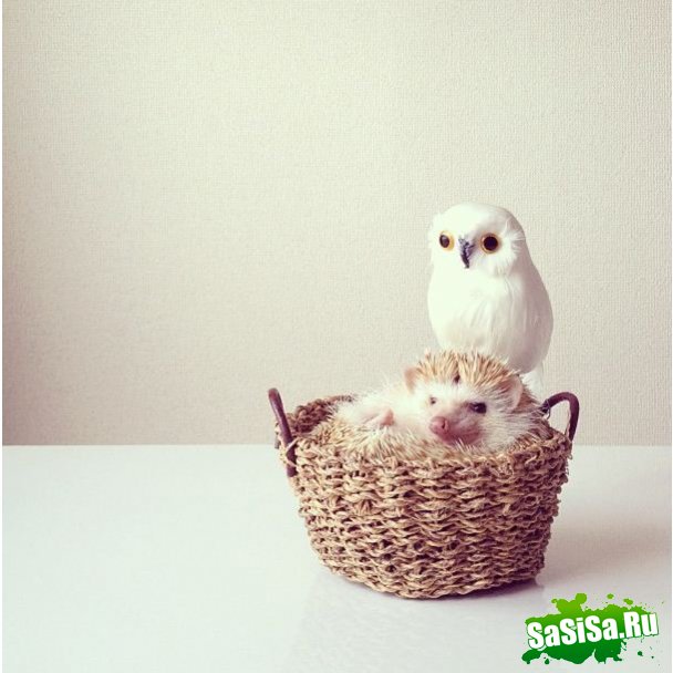     Instagram (10 )