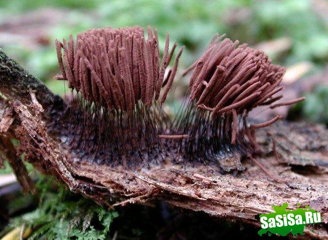 Stemonitis Axifera () (12 )