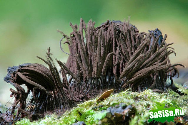 Stemonitis Axifera () (12 )