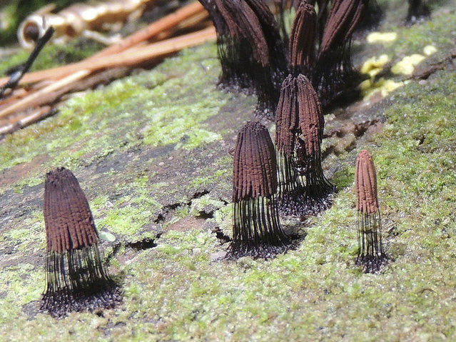 Stemonitis Axifera () (12 )