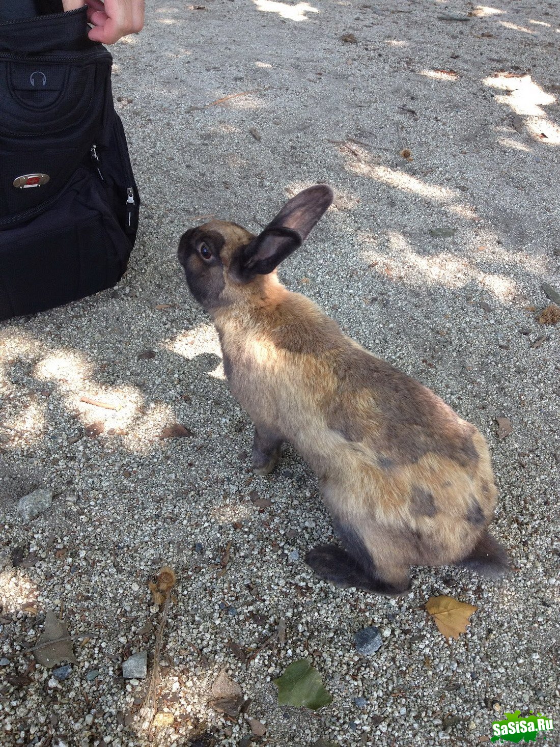 Okunoshima -     (13 )