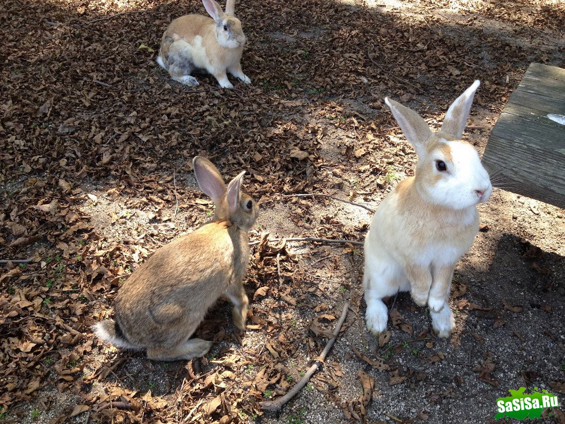 Okunoshima -     (13 )