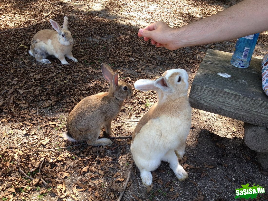 Okunoshima -     (13 )