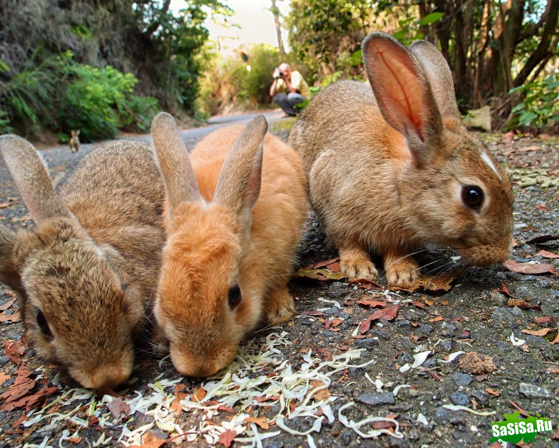 Okunoshima -     (13 )