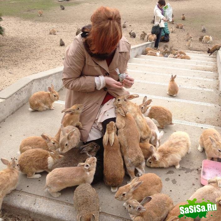 Okunoshima -     (13 )