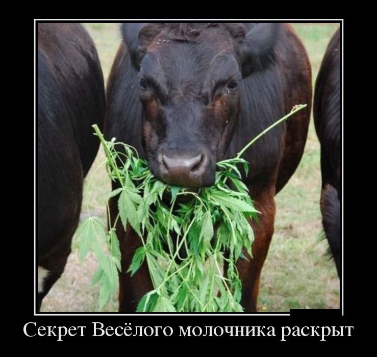 ������������ ������������ (27 ����)