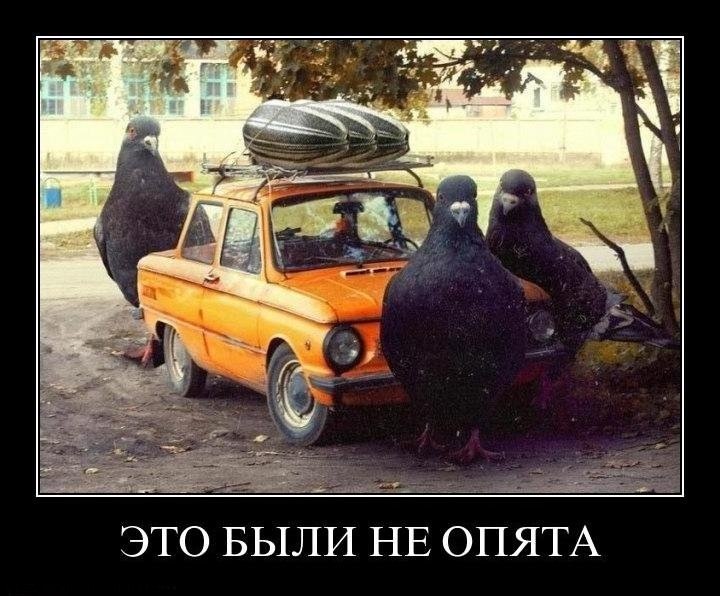 Демотиваторы пятницы (26 фото)