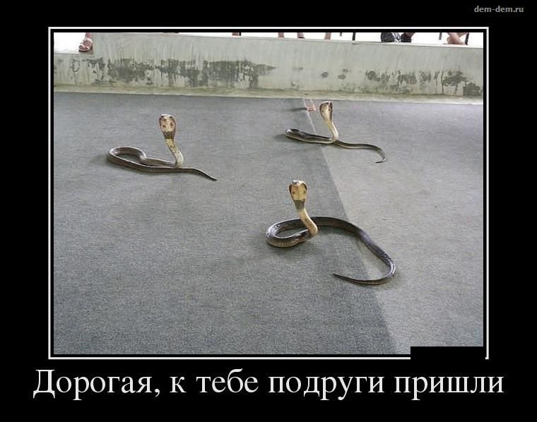 Демотиваторы пятницы (26 фото)