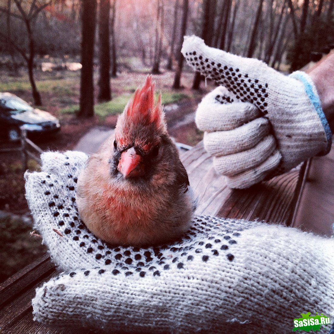 Фотоподборка (дальше в развёрнутом виде)