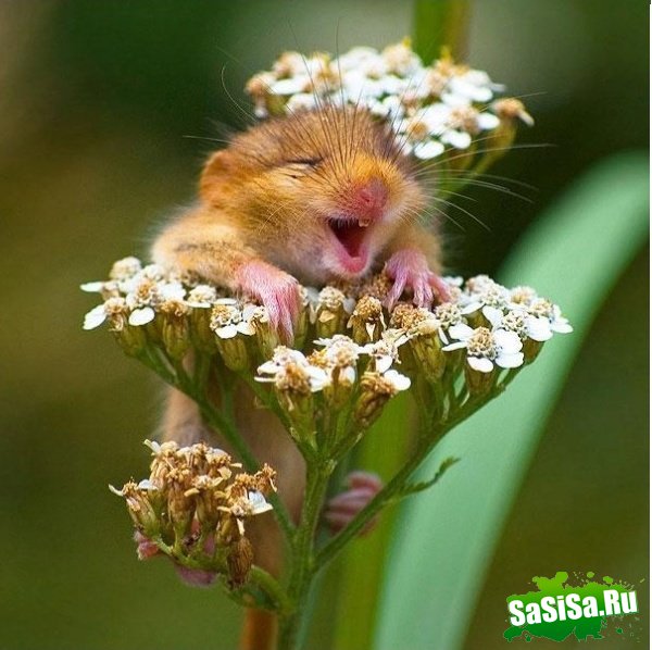 С добрым утром!:) (12 фото)