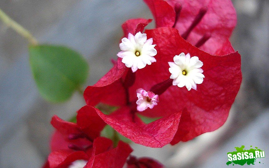 Лица повсюду (23 фото)