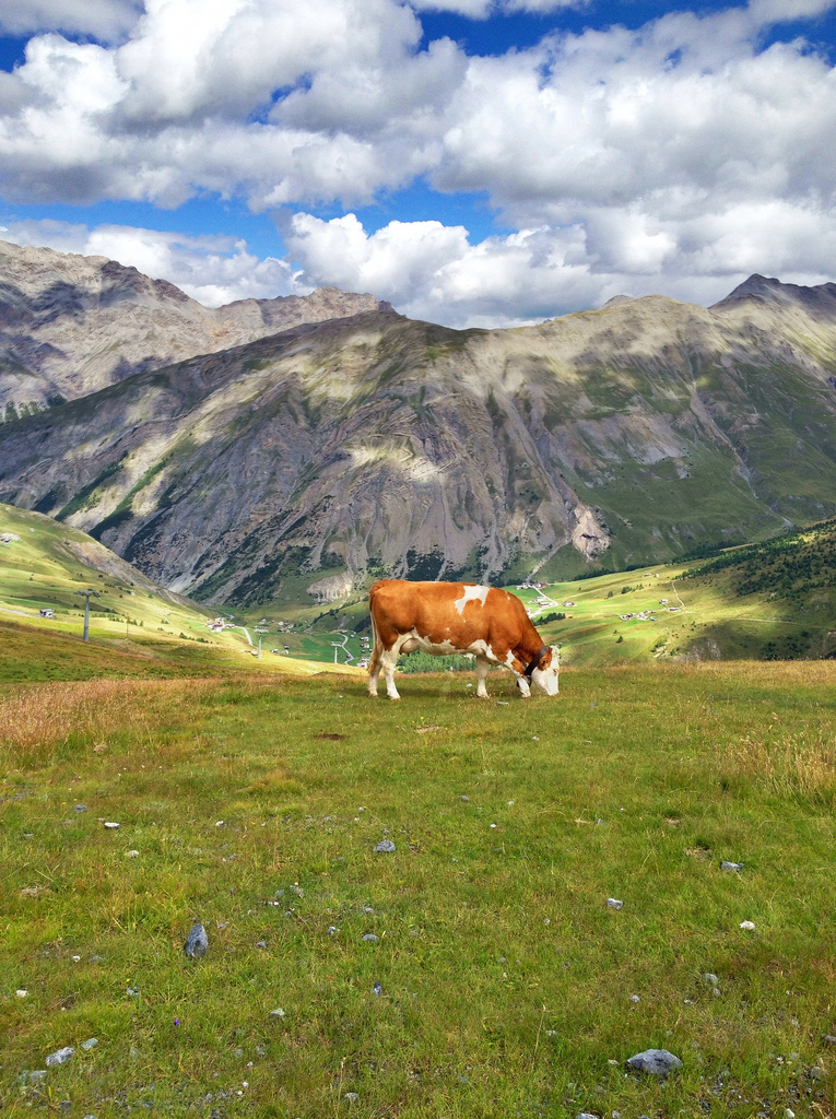     (Livigno),  (29 )