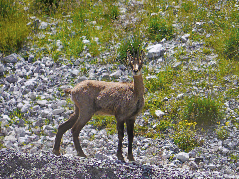     (Livigno),  (29 )