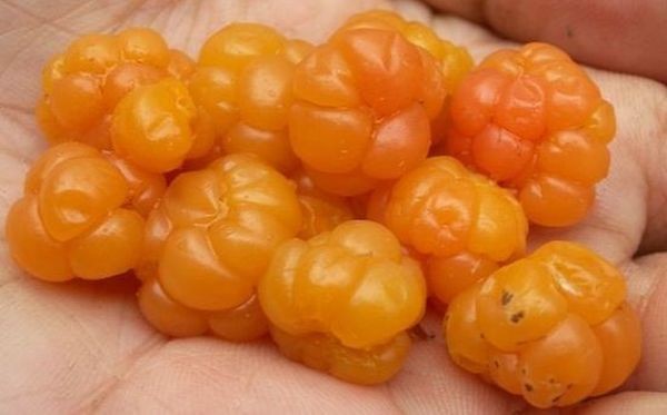 20 экзотических фруктов, о которых вы ничего не знали (20 фото)