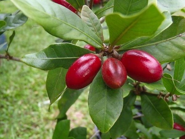20 экзотических фруктов, о которых вы ничего не знали (20 фото)