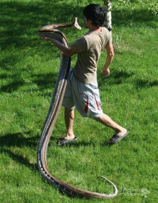   (   )