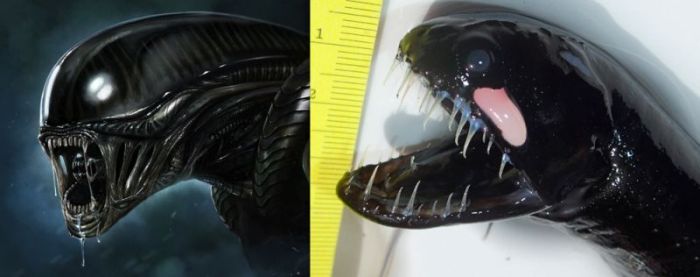 Странное создание, выловленное океанологами из воды (5 фото)