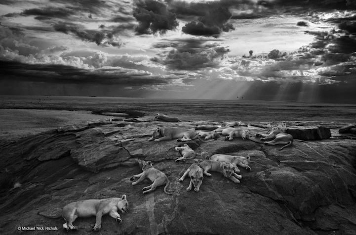   Wildlife Photographer of the Year 2014 (19 )