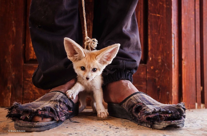   Wildlife Photographer of the Year 2014 (19 )