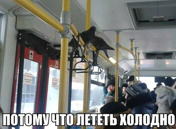 Автоприколы среды (30 картинок)