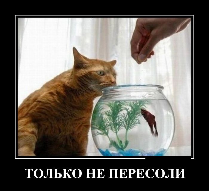 Демотиваторы понедельника (30 картинок)