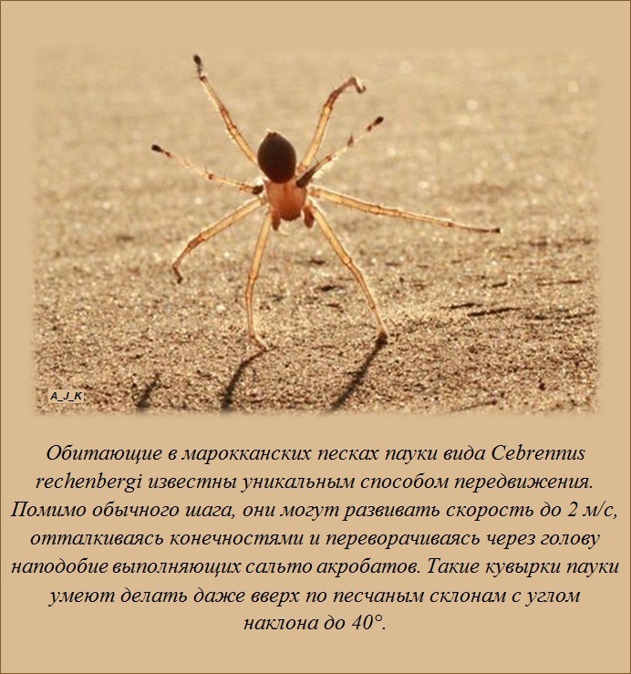 Интересные факты о различных вещах (38 фото)