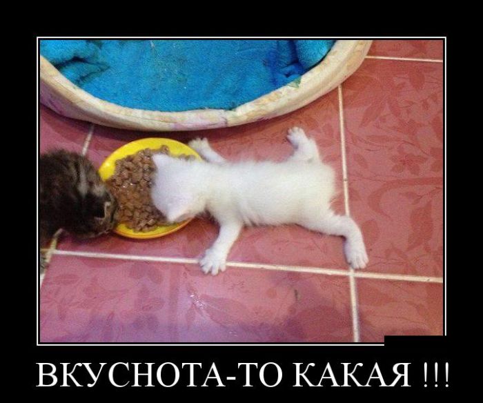 Демотиваторы четверга (30 картинок)
