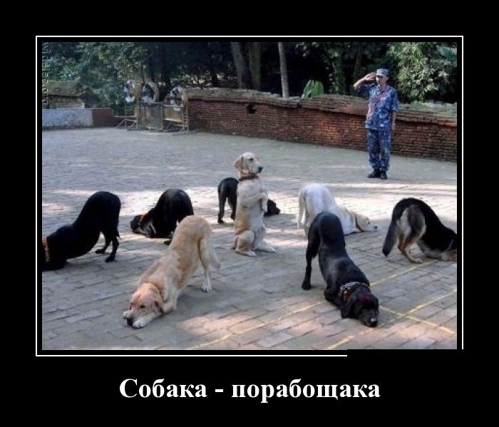 Демотиваторы пятницы (30 картинок)