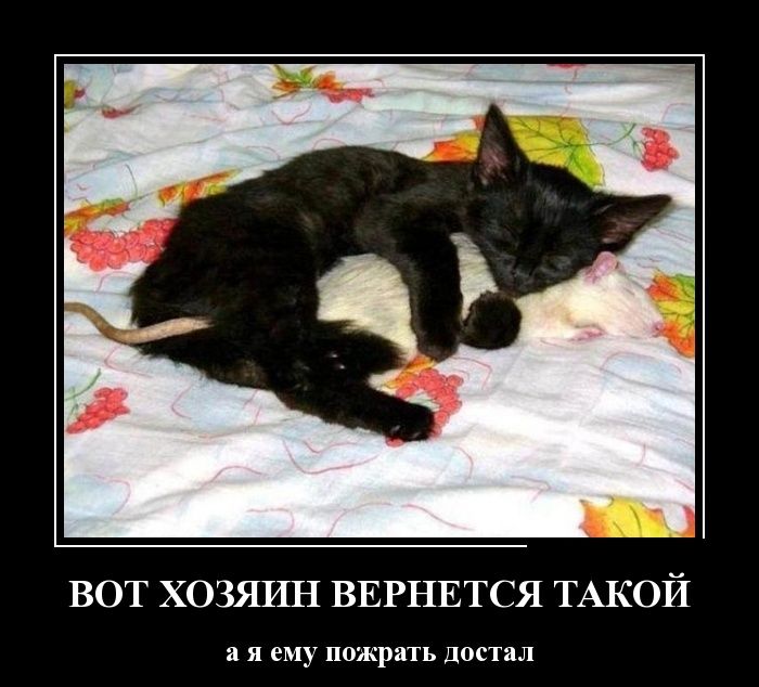 Демотиваторы пятницы (30 картинок)