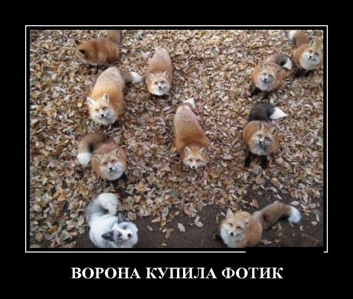 Демотиваторы пятницы (30 картинок)