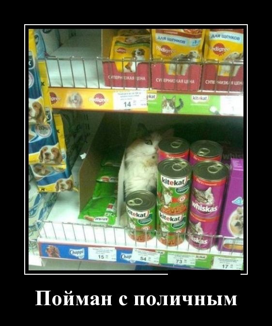 Демотиваторы пятницы (30 картинок)