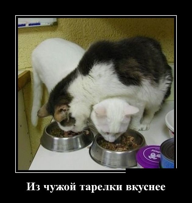 Демотиваторы пятницы (30 картинок)