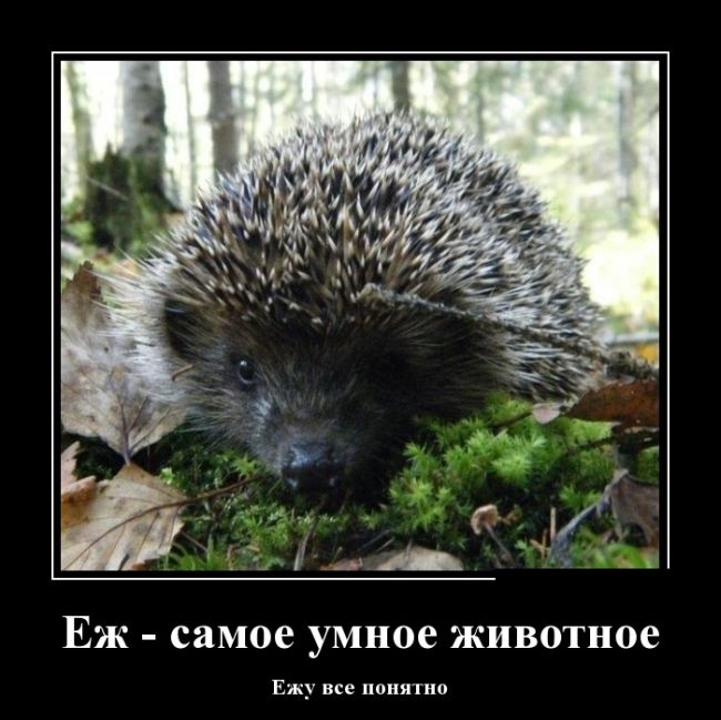 Демотиваторы пятницы (30 картинок)