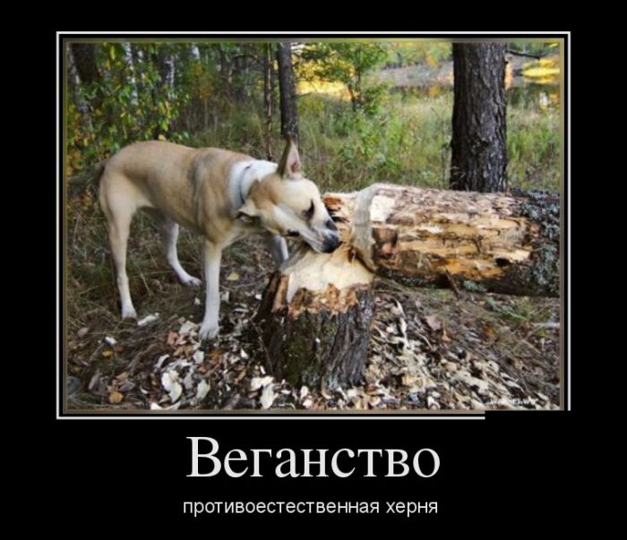 Демотиваторы среды (30 картинок)
