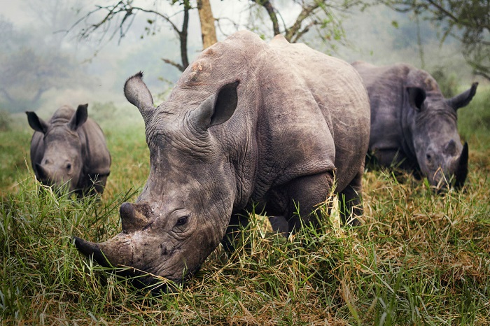 10     National Geographic 2015