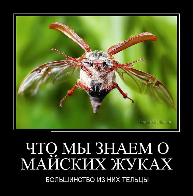 Демотиваторы пятницы (30 картинок)
