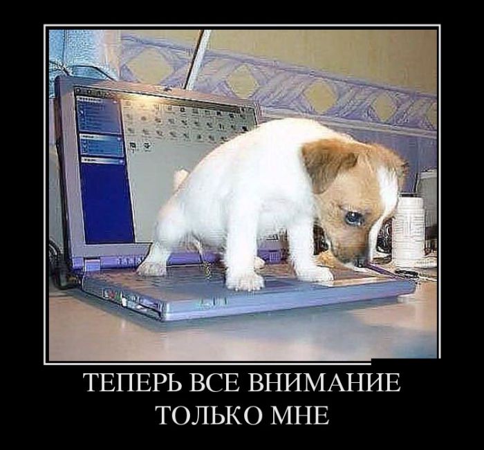 Демотиваторы вторника (30 картинок)