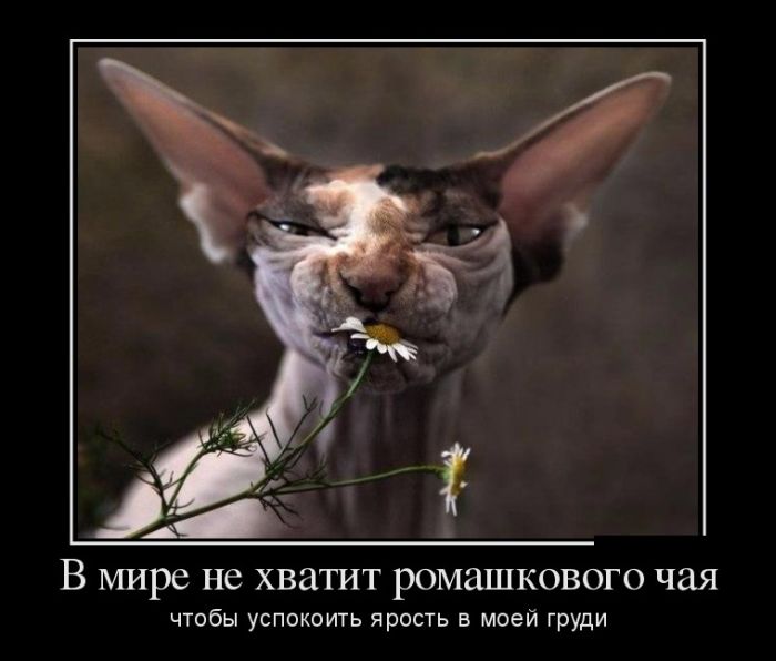 Демотиваторы вторника (30 картинок)
