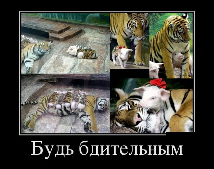 Демотиваторы четверга (30 картинок)