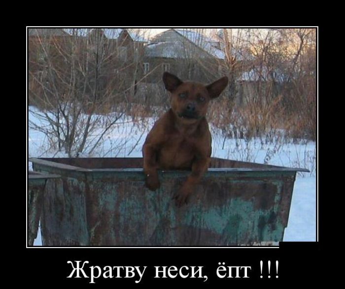 Демотиваторы четверга (30 картинок)