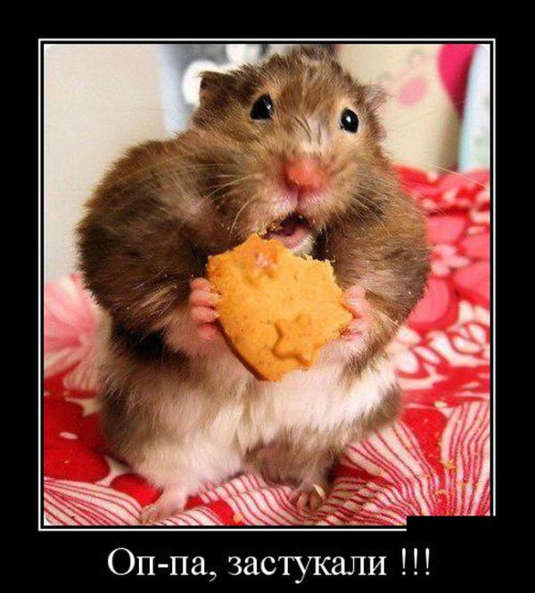 Демотиваторы среды (30 картинок)