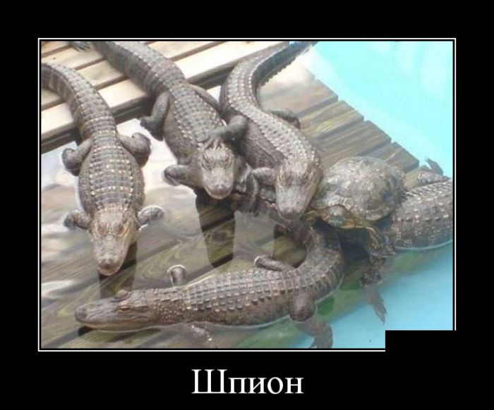Демотиваторы понедельника (30 картинок)