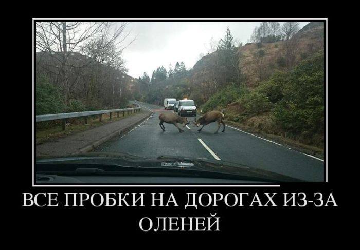 Демотиваторы вторника (30 картинок)